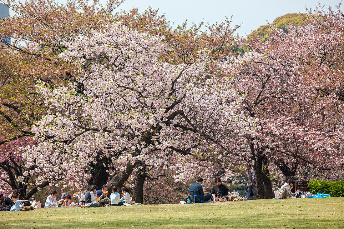 Japanische Familien essen während Picknick und Kirschblüte im Shinjuku Gyoen, Shinjuku, Tokio, Japan