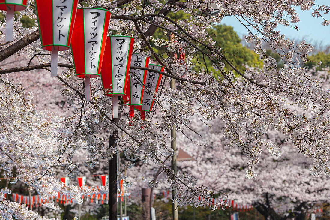 Kirschblüte und Lampions aus Papier im Ueno Park, Ueno, Taito-ku, Tokio, Japan