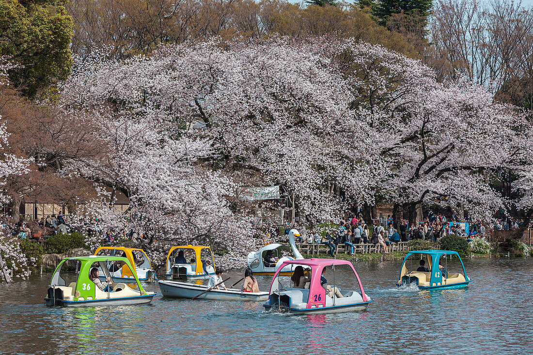 Tretboote und Kirschbäume in Blüte am Inokashira Park, Kichijoji, Musashino, Präfektur Tokio, Japan