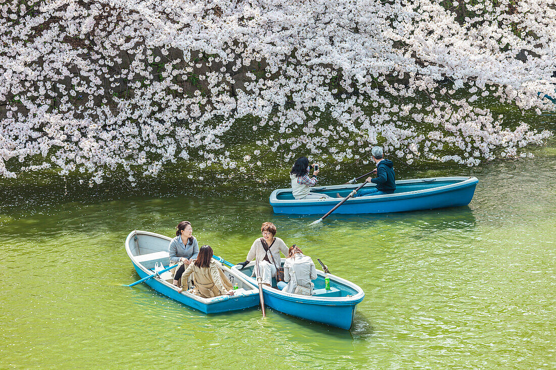 Freunde mit Booten am Chidori-ga-fuchi erfreuen sich an Kirschblüte im Frühling, Chiyoda-ku, Tokio, Japan