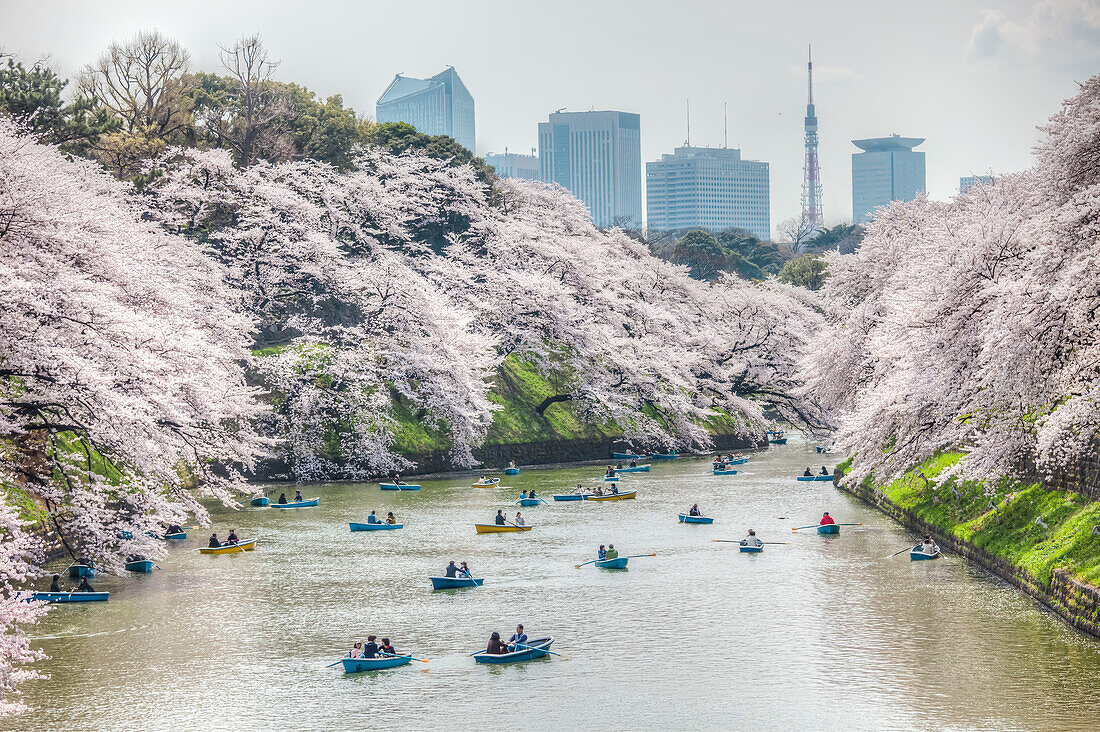 Chidori-ga-fuchi with leisure boats people enjoying cherry blossom in spring, Chiyoda-ku, Tokyo, Japan