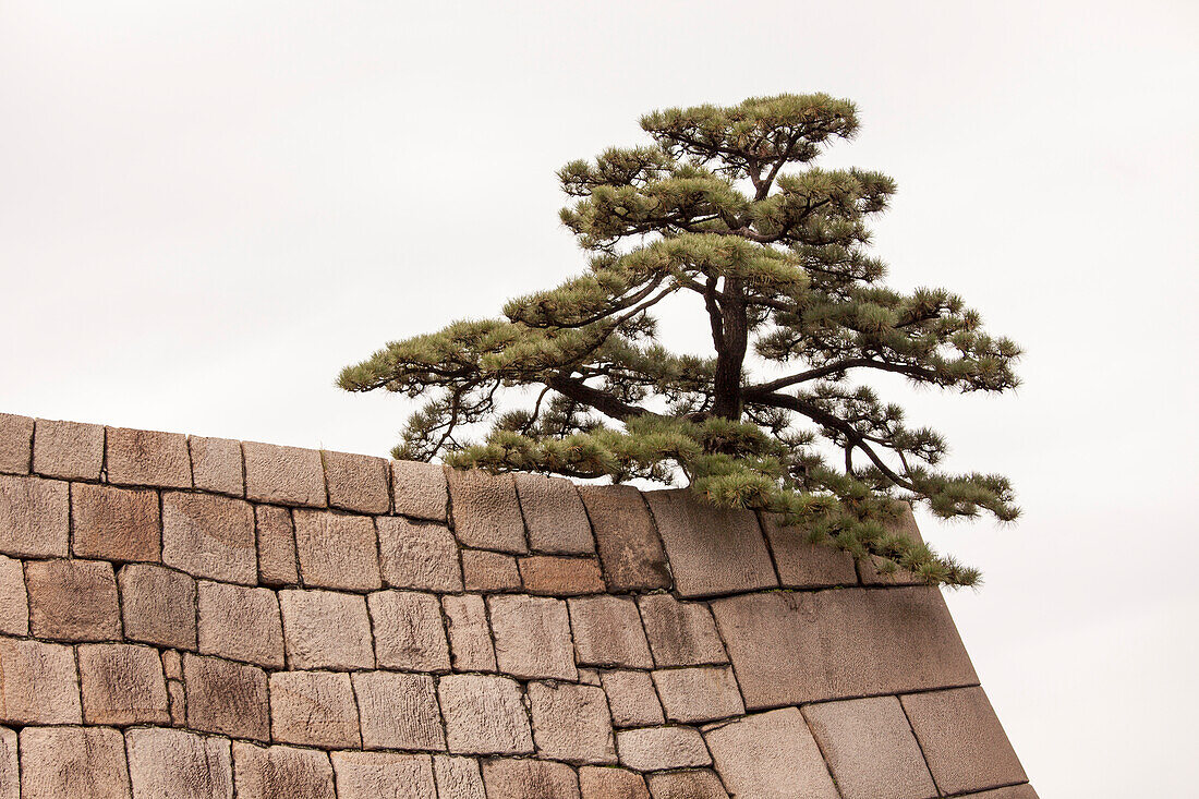 Pine tree sitting on top of wall of former Castle of Edo, Chiyoda-ku, Tokyo, Japan