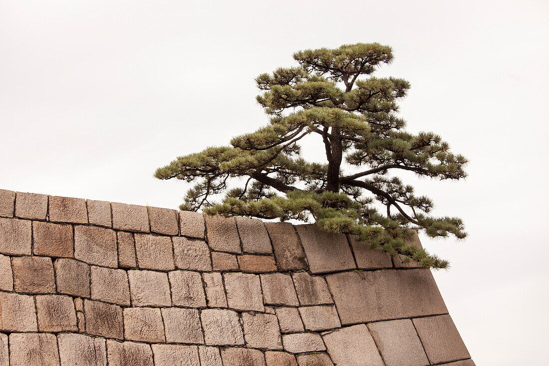 Pinie auf Mauer der früheren Burg von Edo, Chiyoda-ku, Tokio, Japan