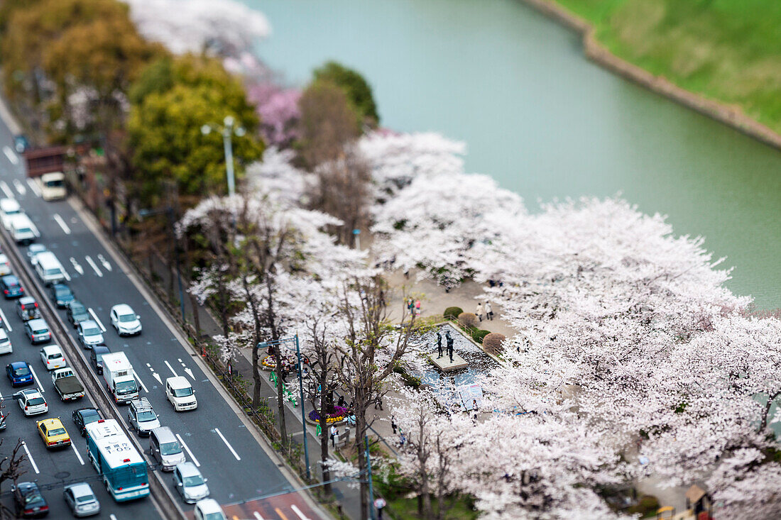Cherry blossom at moat near Imperial Palace, Chiyoda-ku, Tokyo, Japan