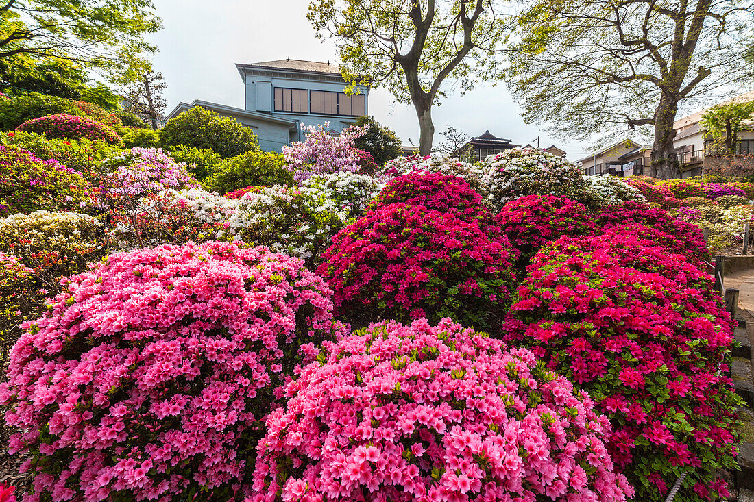 Azalea bushes at Nezu-Shrine, Yanaka, Taito-ku, Tokyo, Japan