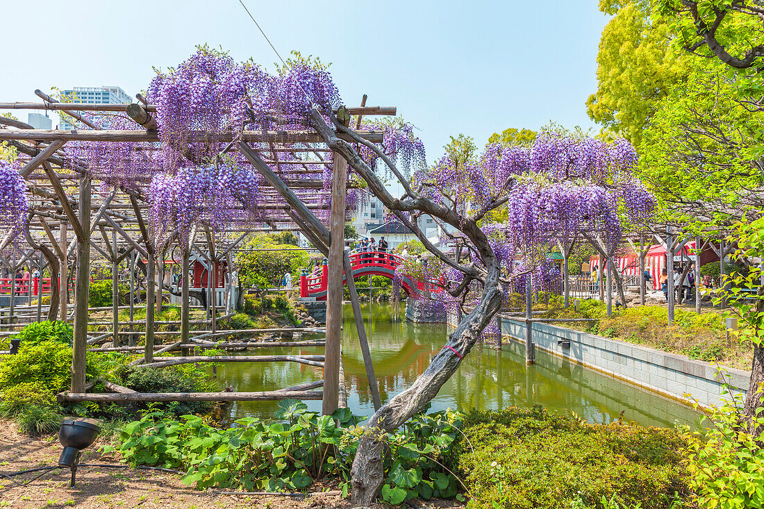 Wisteria in full blossom at Kameido Shrine during Fuji Matsuri, Koto-ku, Tokyo, Japan