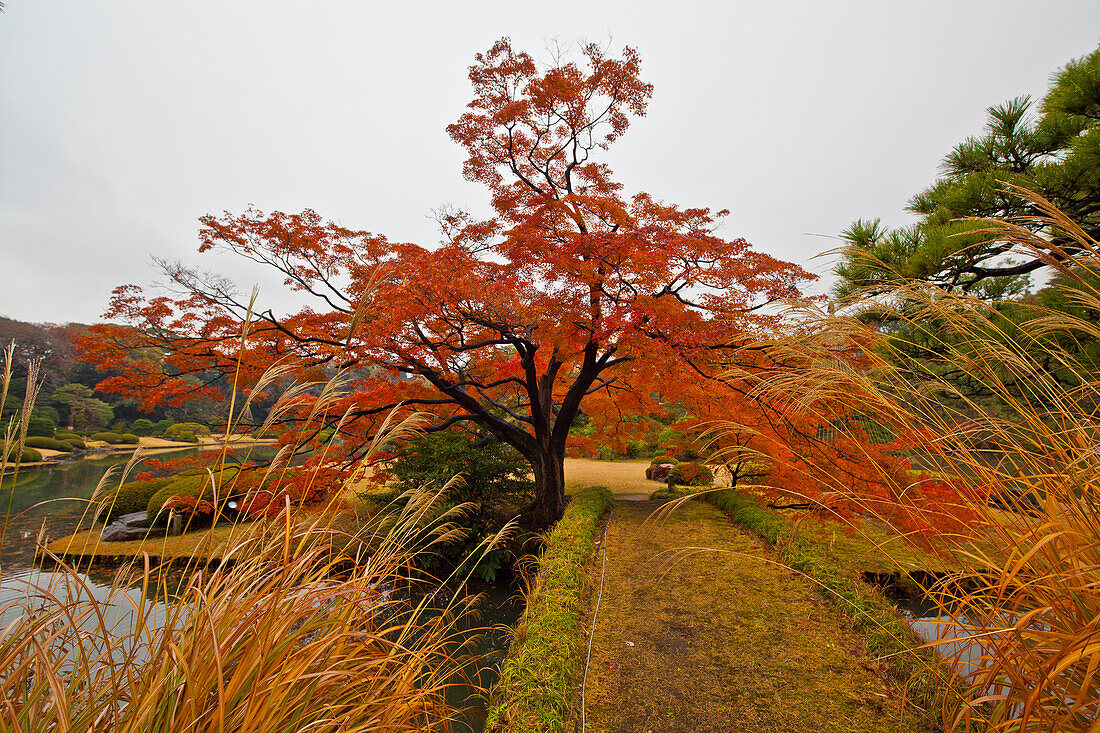 Buntes Laub im Herbst im Rikugien Garten, Taito-ku, Tokio, Japan