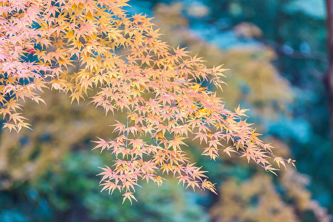 Red maple leaves in Koishikawa Korakuen, Bunkyo-ku, Tokyo, Japan