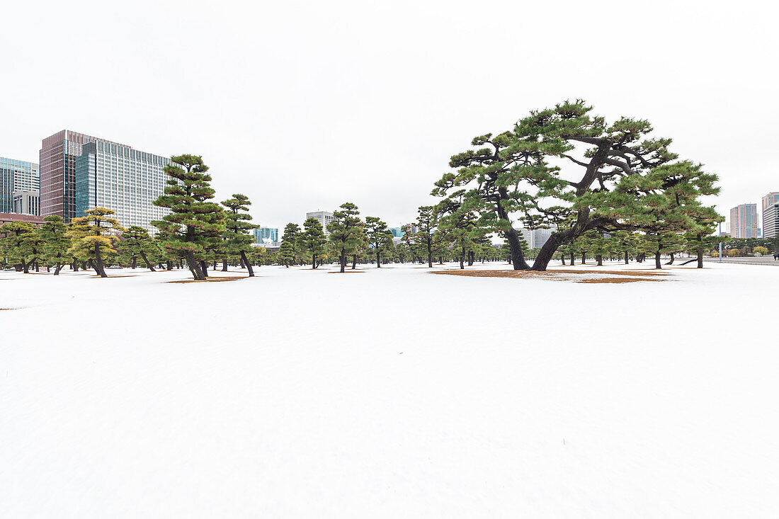Schnee und Pinien mit Wolkenkratzern beim Kaiserpalast, Chiyoda-ku, Tokio, Japan