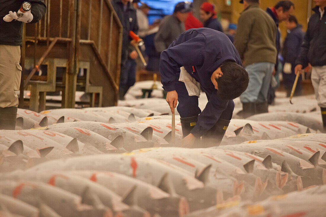Einkäufer für Thunfisch begutachtet Fisch vor einer Auktion am Tsukiji Fischmarkt, Chuo-ku, Tokio, Japan