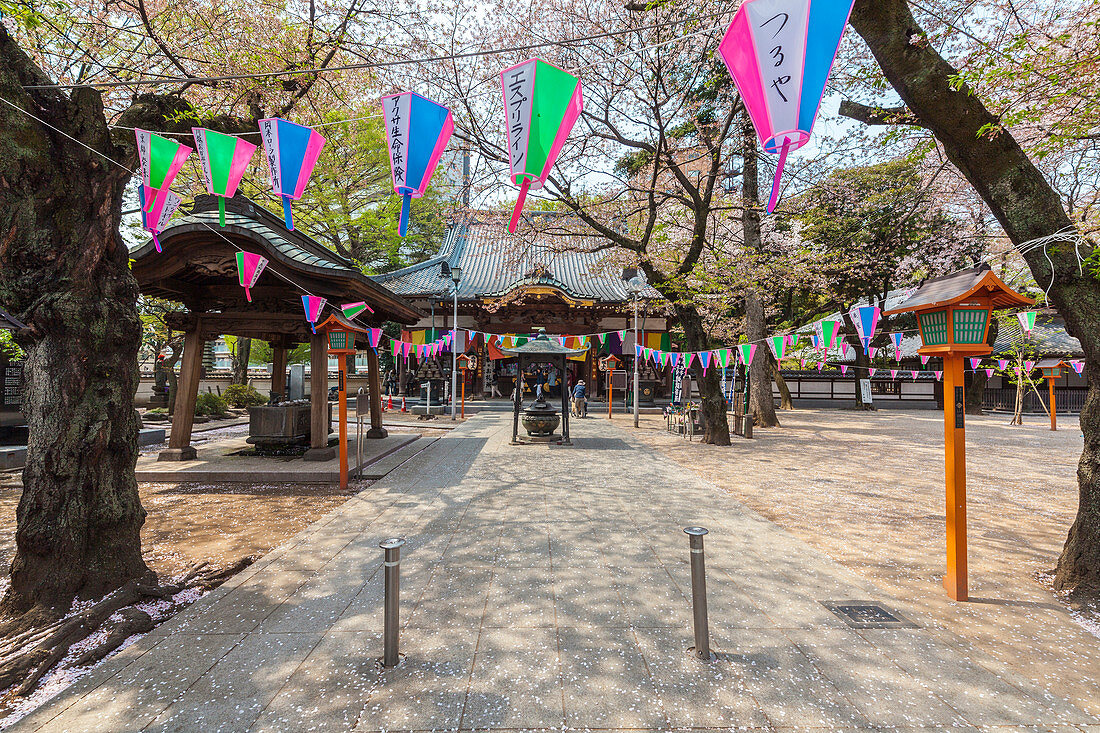 Renkei-ji Tempel verziert mit Laternen während der Kirschblüte in Kawagoe, Saitama Präfektur, Japan