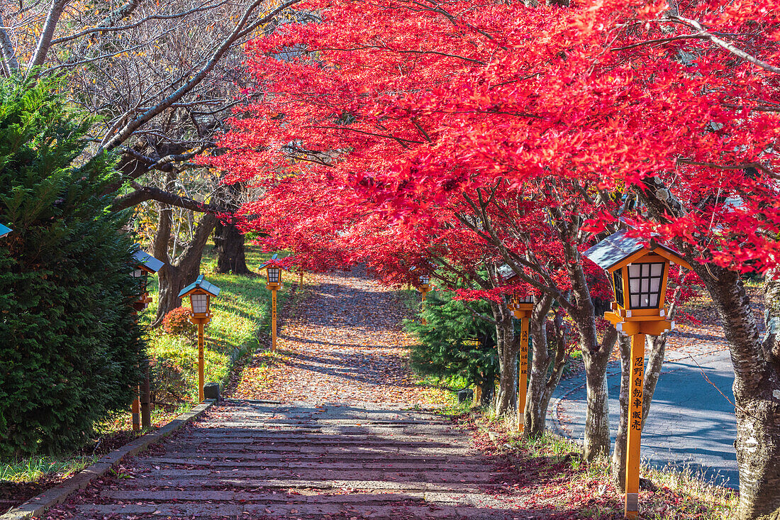 Stairs going up to Chureito Pagoda in autumn with red maple leaves, Fujiyoshida, Yamanashi Prefecture, Japan