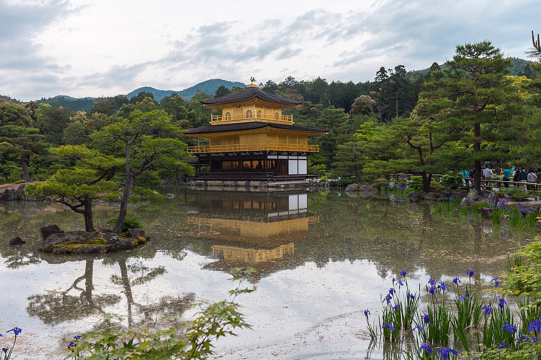 Golden Pavilion Temple with pine trees and iris flowers, Kyoto, Japan