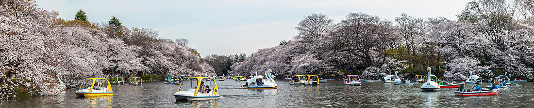 Inokashira Park in spring, Kichijoji, Musashino, Tokyo Prefecture, Japan