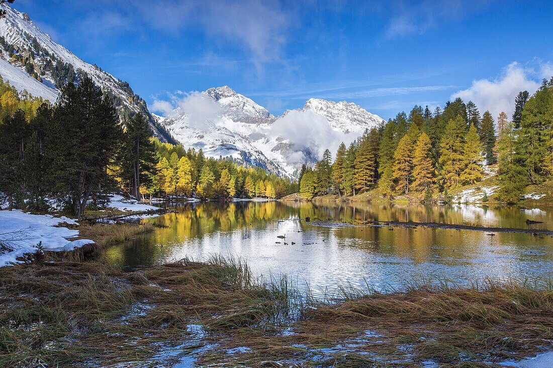 Colorful trees and snowy peaks reflected in Lai da Palpuogna Albula Pass Bergün Canton of Graubünden Engadine Switzerland Europe.