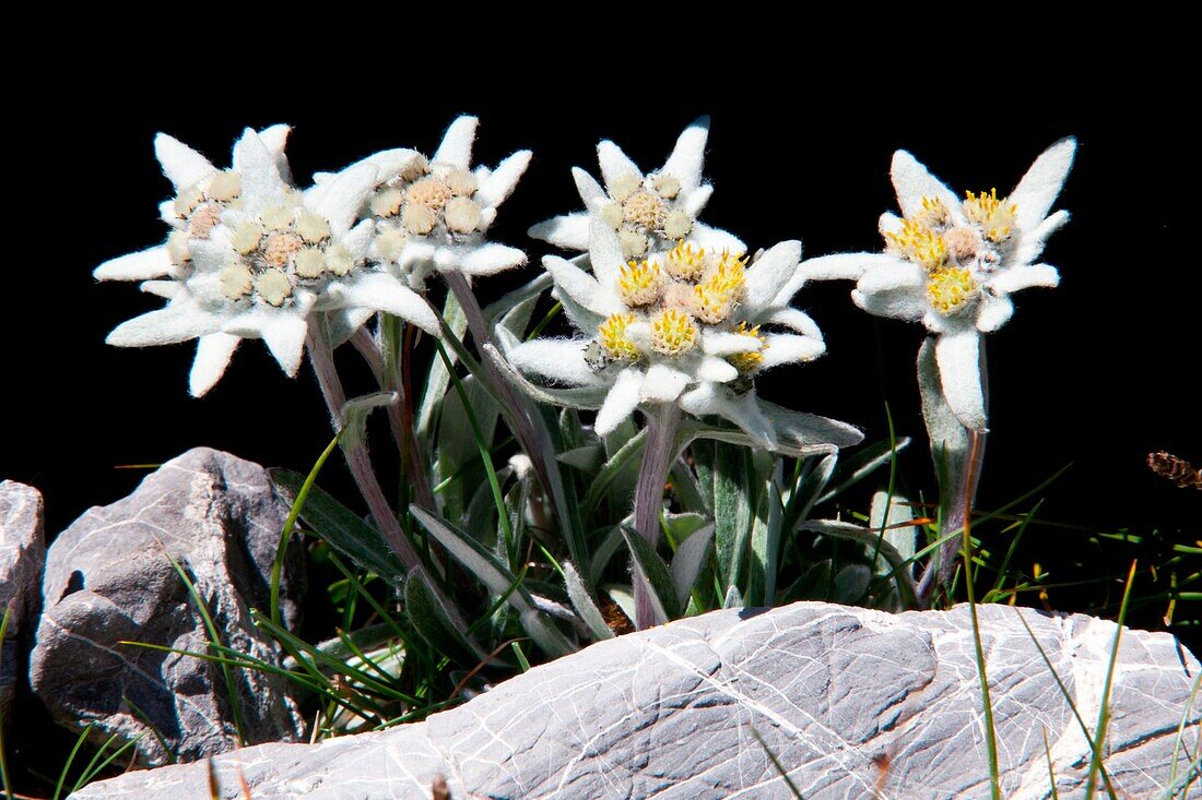 A bunch of Edelweiss (Leontopodium alpinum) symbol of the Alps.