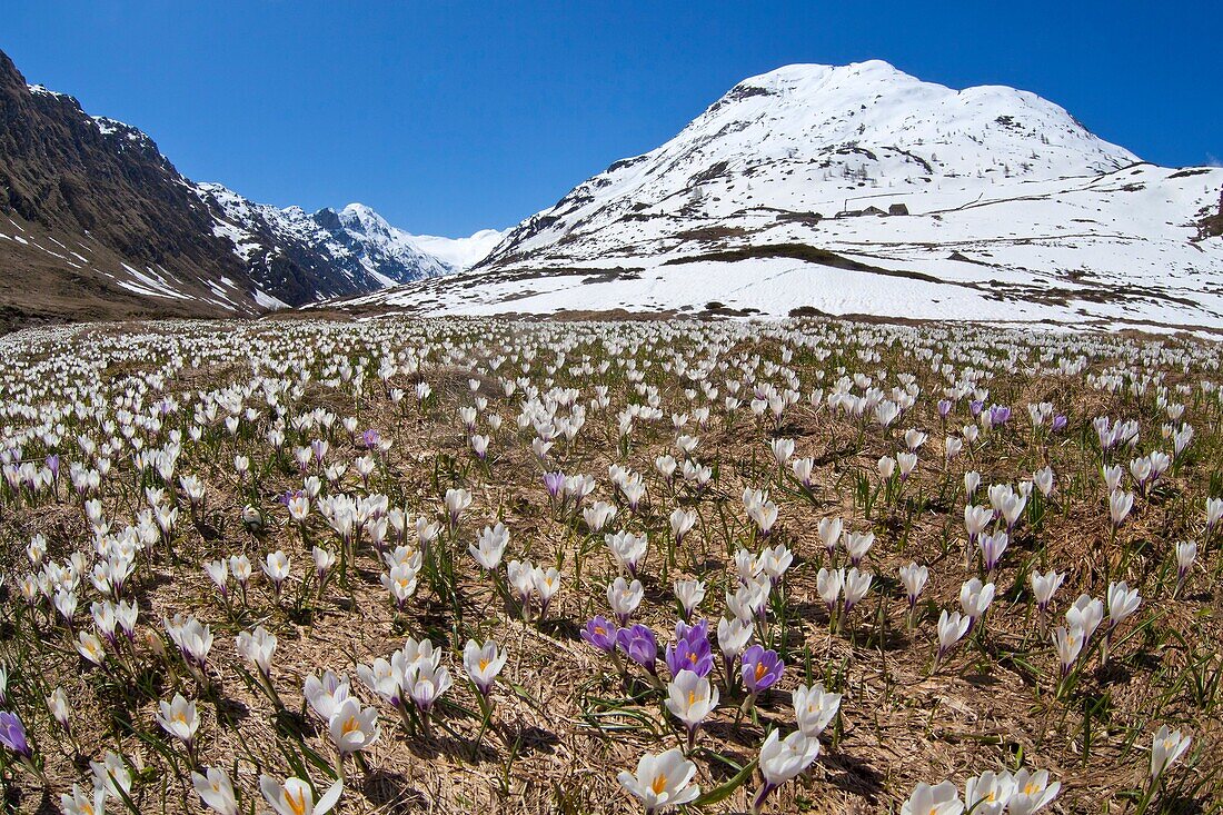 The snow gives the blooming Crocus some space in spring, at the beginning o Val Fedoz in Engadine, Switzerland. Europe.