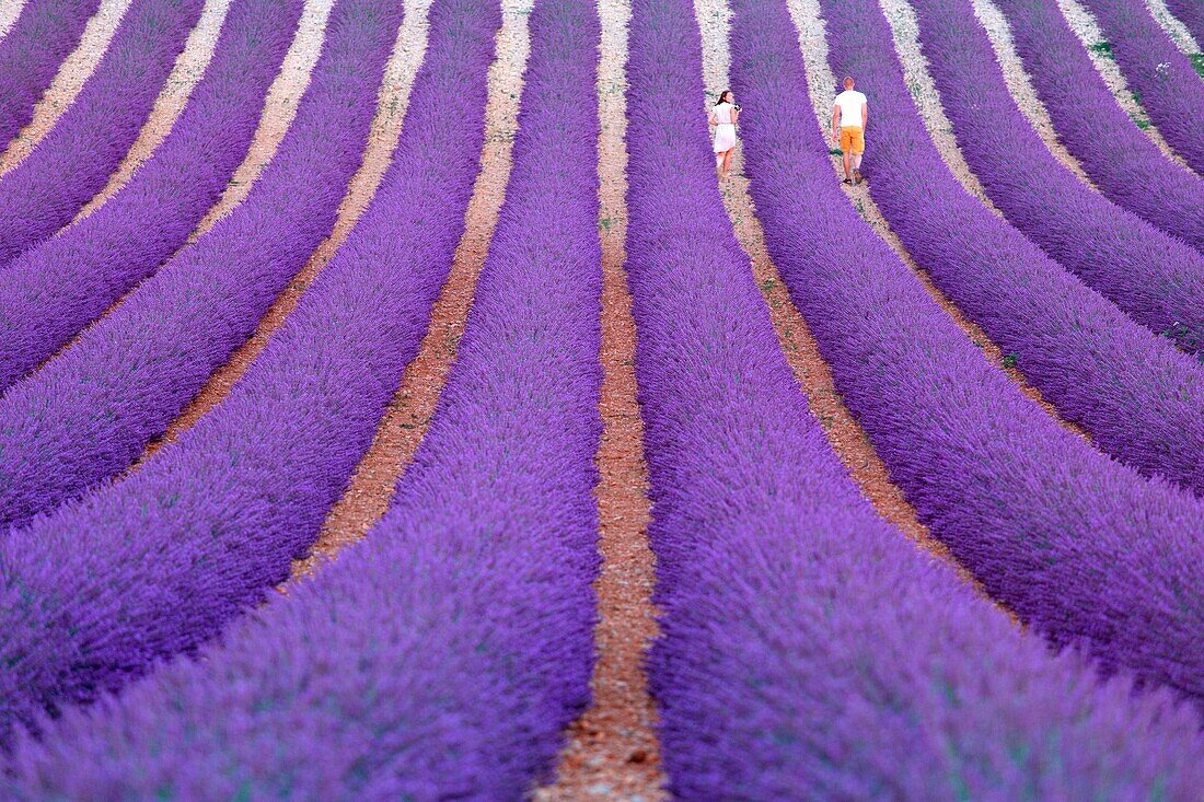 Europe, France,Provence Alpes Cote d'Azur,Plateau of Valensole. Lavender Field.