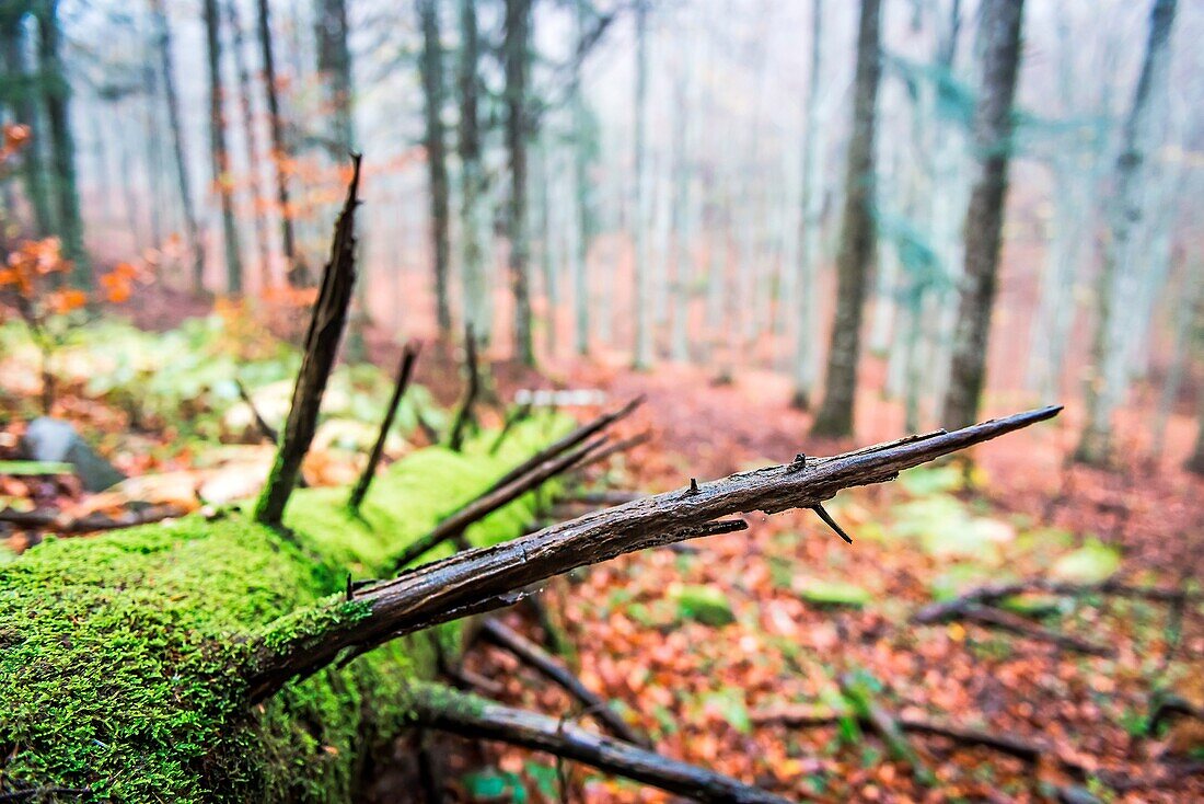 Sassofratino Reserve, Foreste Casentinesi National Park, Badia Prataglia, Tuscany, Italy, Europe. Detail of fallen tree trunk covered with moss.