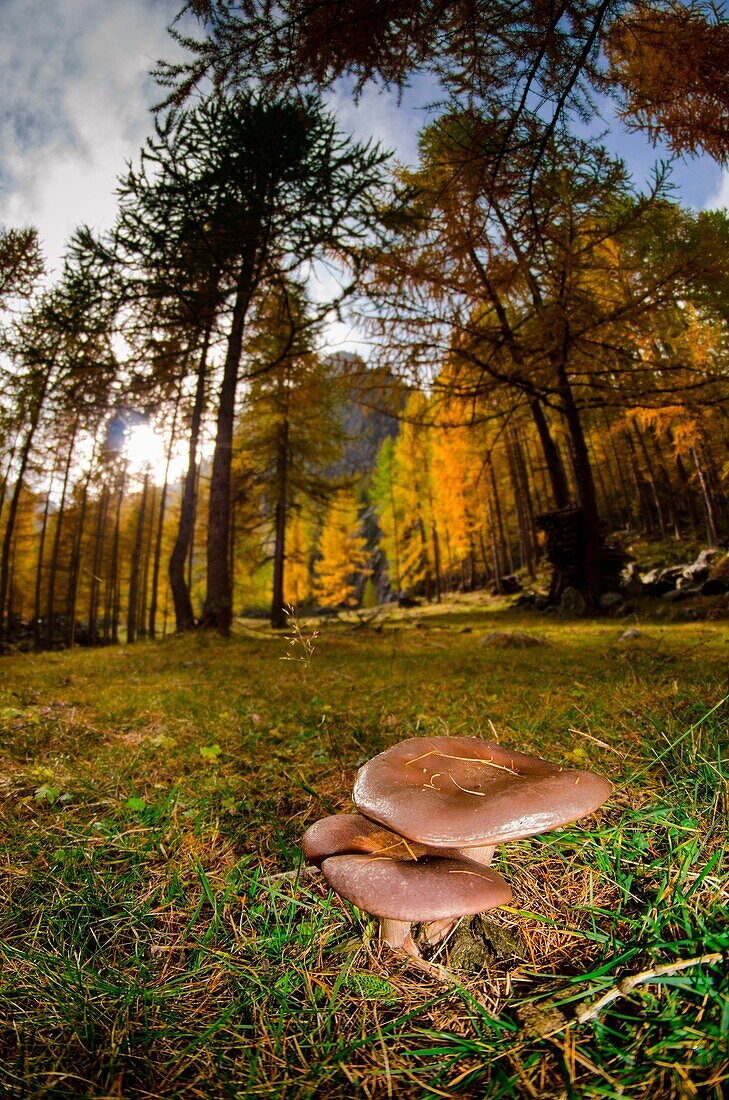 Mushrooms under the woods, in autumn time. (Champorcher's valley, Aosta Valley, Italy).