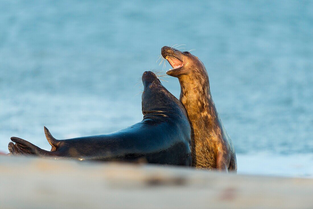 Grey Seal, Halichoerus grypus, Couple Fighting in Mating Season, Europe.