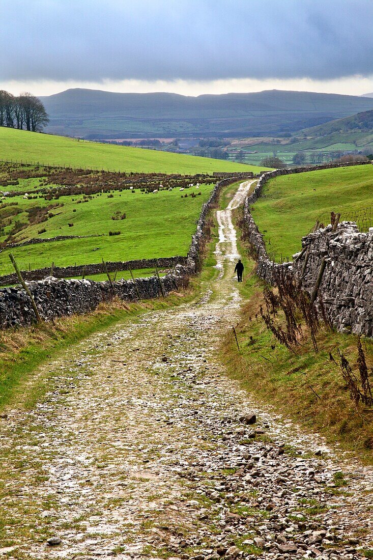 Lone Walker on Horton Scar Lane near Horton in Ribblesdale North Yorkshire England.