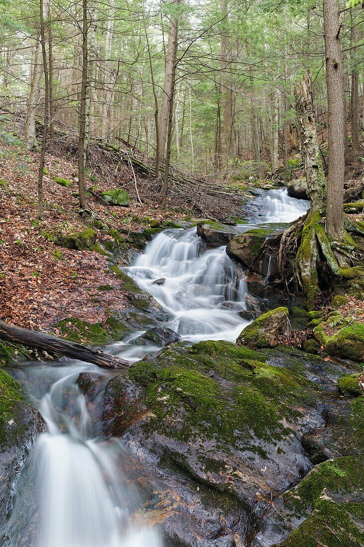 Cascade along Russell Pond Brook in Woodstock, New Hampshire USA during the spring months.
