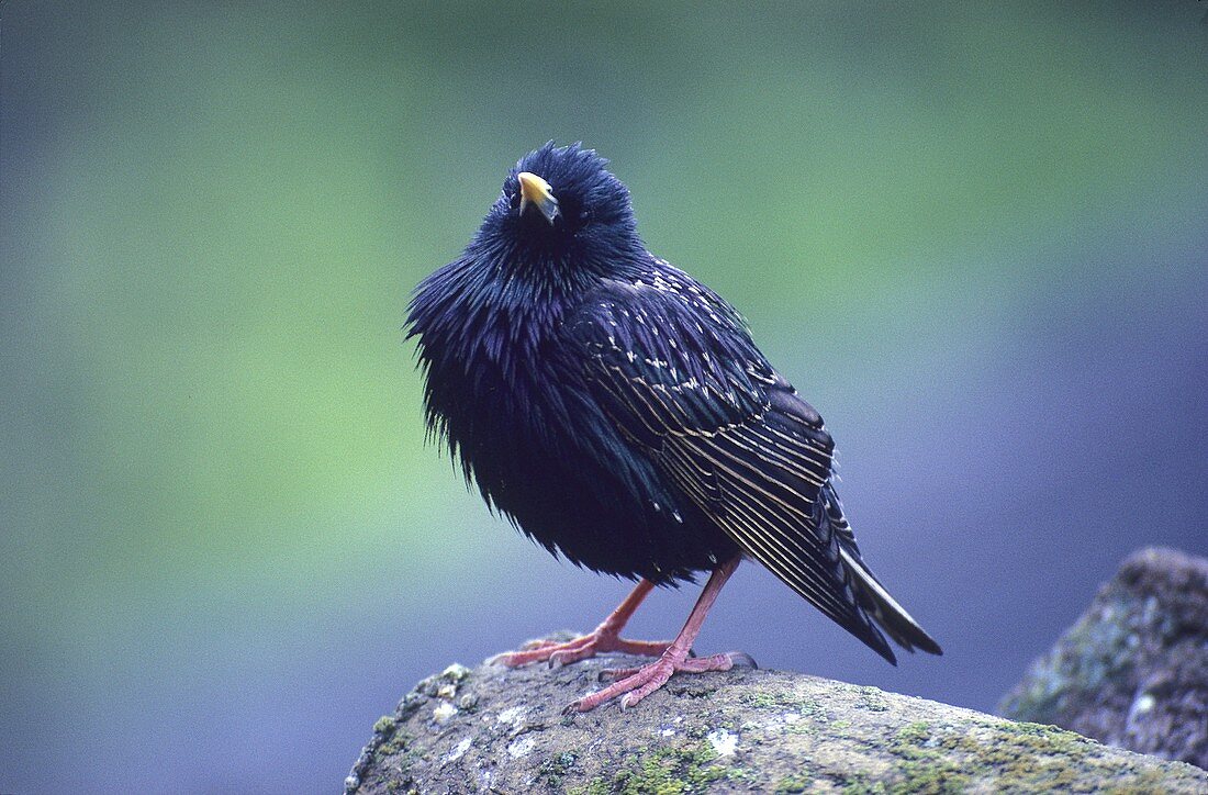 Sturnus vulgaris. Male of European starling. European bird.