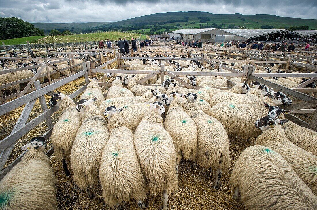 Pens of Mule Gimmer Lambs at the Hawes Auction Mart in Yorkshire, England.