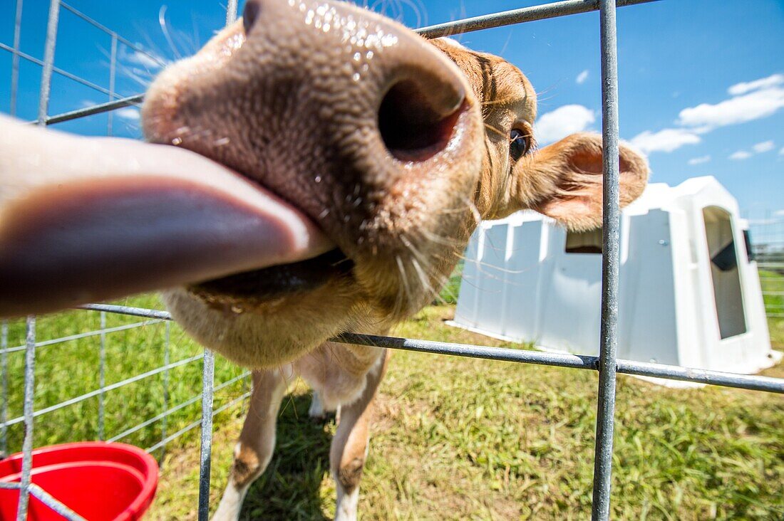 Young calf on a dairy farm licking the camera.