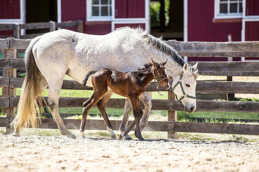 Newborn foal walking next to its mother on a farm.