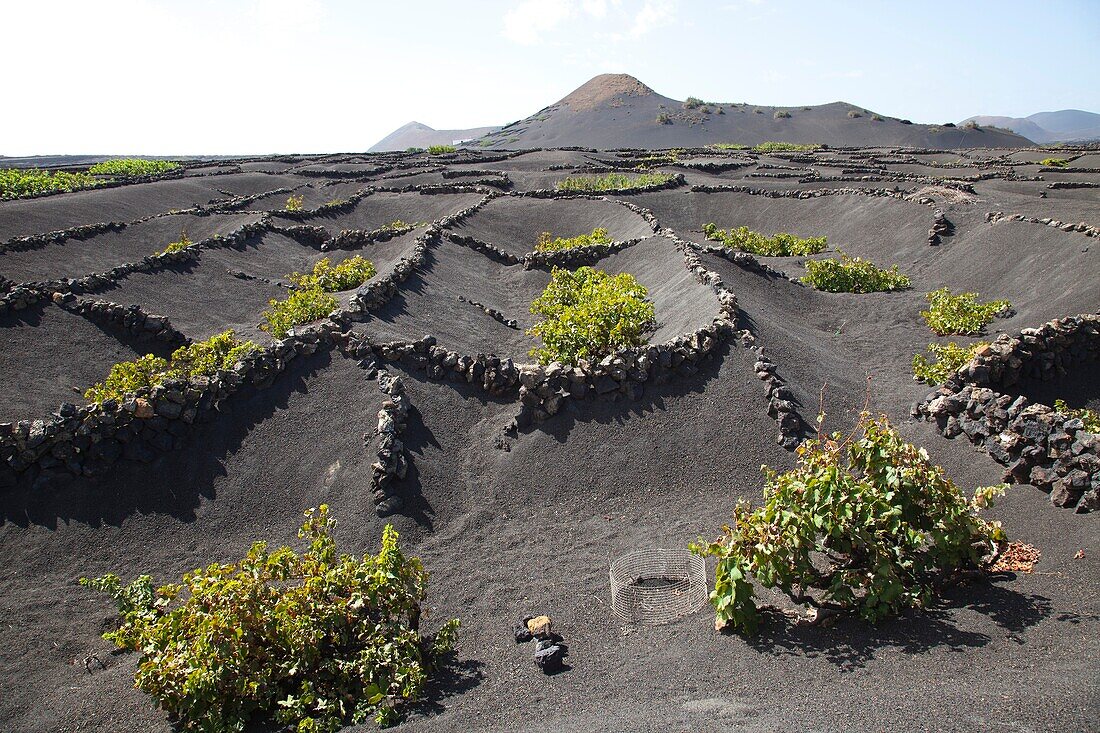 La Geria area, Lanzarote island, Canary archipelago, Spain, Europe.