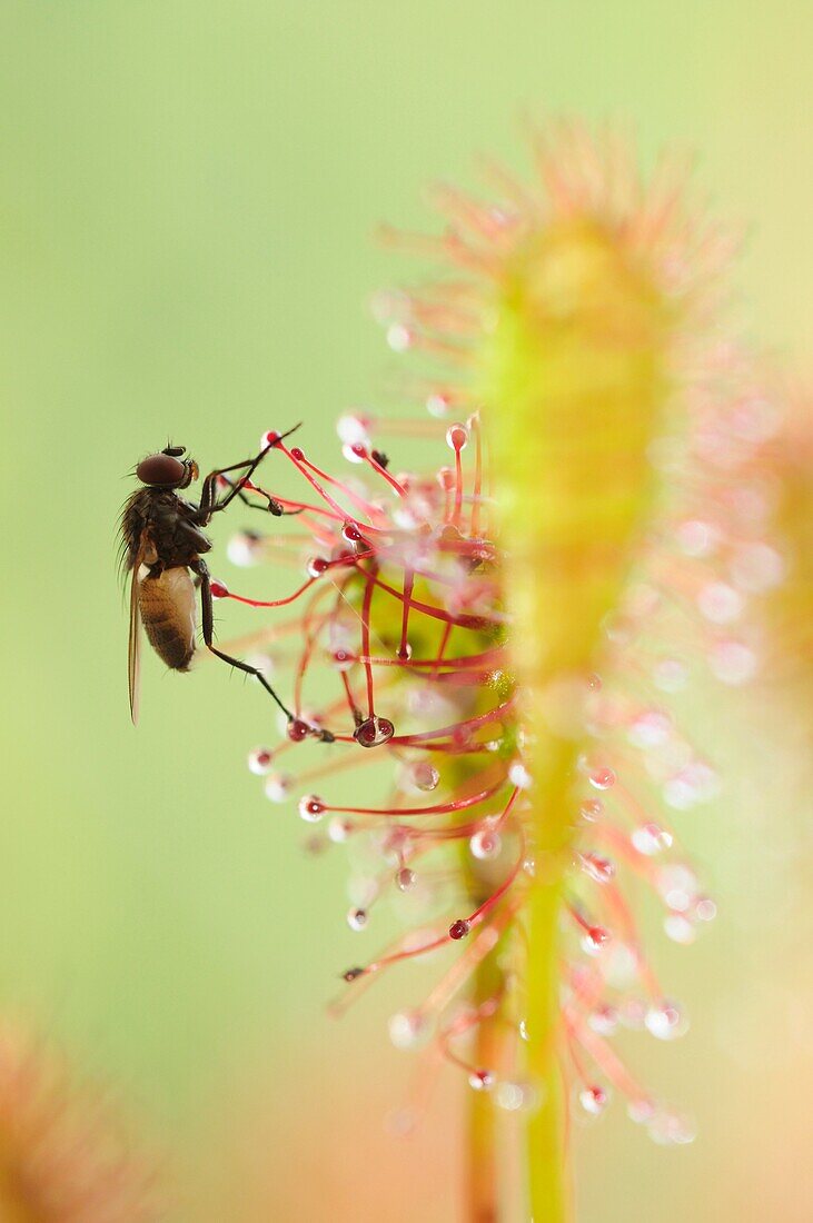 Fly trapped by an Oblong-leaved Sundew or Spoonleaf Sundew Drosera intermedia