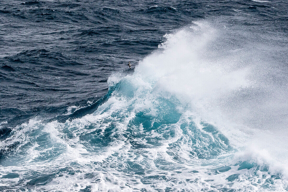 Adult cape petrel, Daption capense, in rough seas in English Strait, South Shetland Islands, Antarctica.