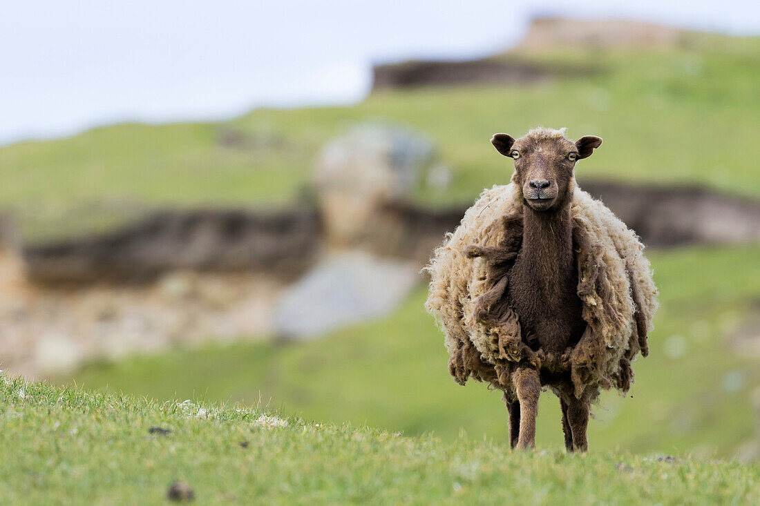 Foula Sheep on the Island of Foula, Shetland Islands. Foula Sheep are an extremely hardy, colorful and traditional breed of sheep, which survived only on Foula, it is traced back to the domestic sheep of the vikings. Europe, northern europe, great britain