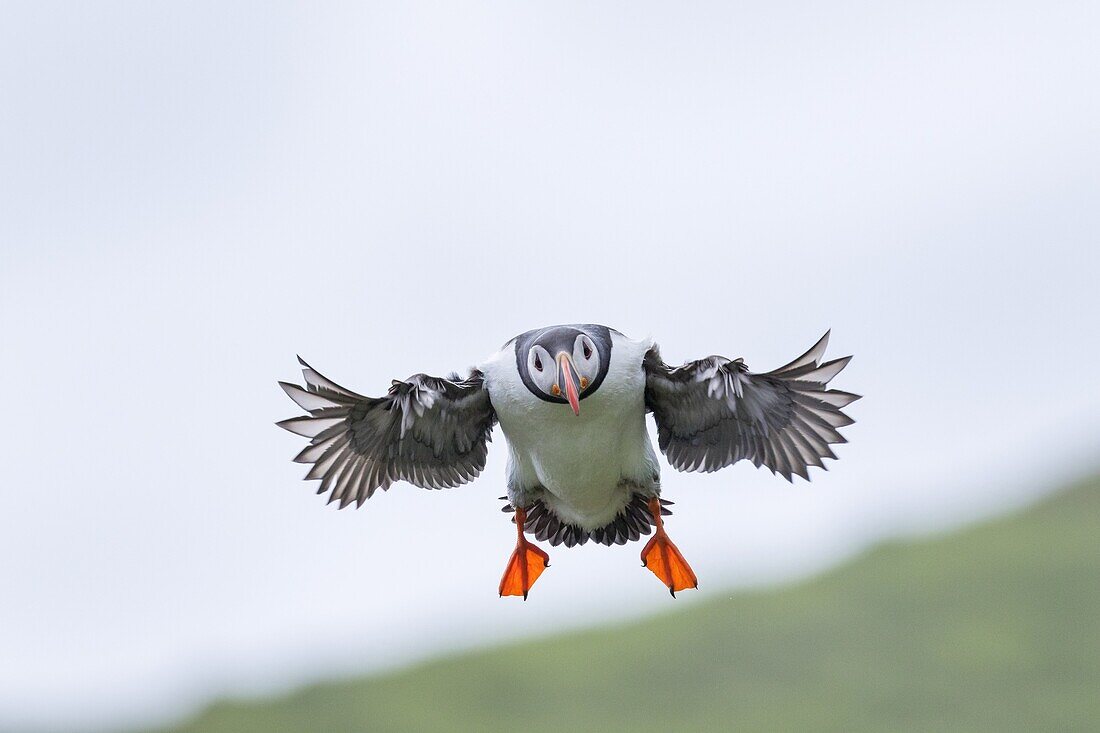 Landing in a colony. Atlantic Puffin (Fratercula arctica) in a puffinry on Mykines, part of the Faroe Islands in the North Atlantic. Europe, Northern Europe, Denmark, Faroe Islands.