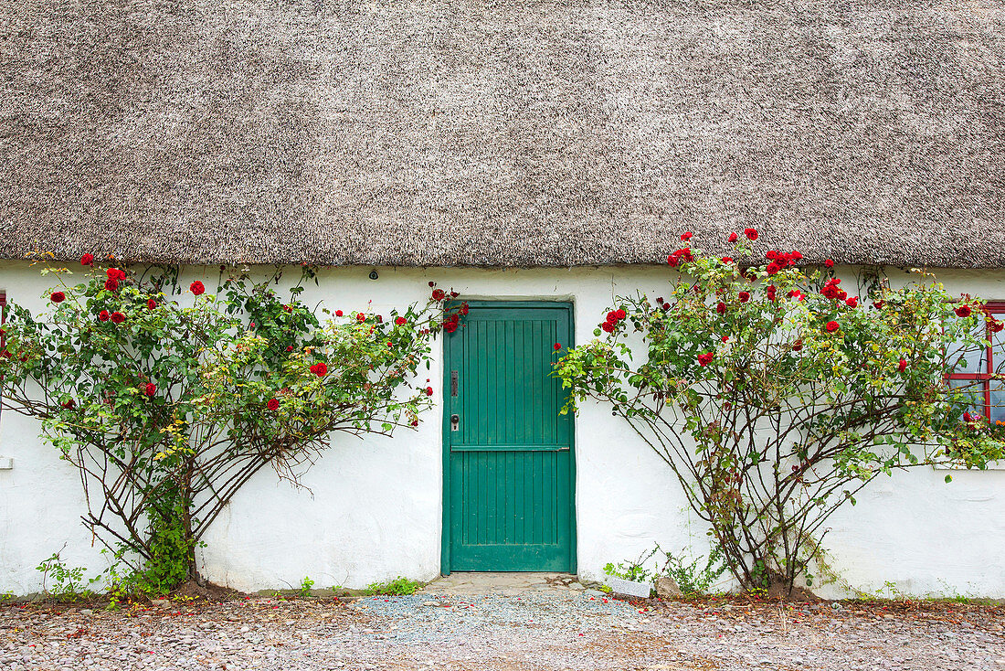 Rural House Entrance with Roses.