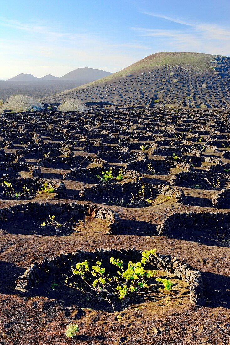 Lanzarote, Canary Islands. Traditional cinder rock wind shelter walls protect grape vines in volcanic landscape around La Geria.