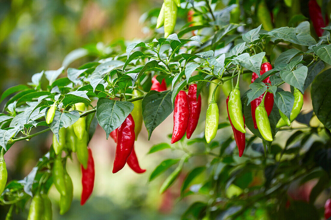 Chilischoten, Buenavista, Quindio, Kolumbien, Südamerika