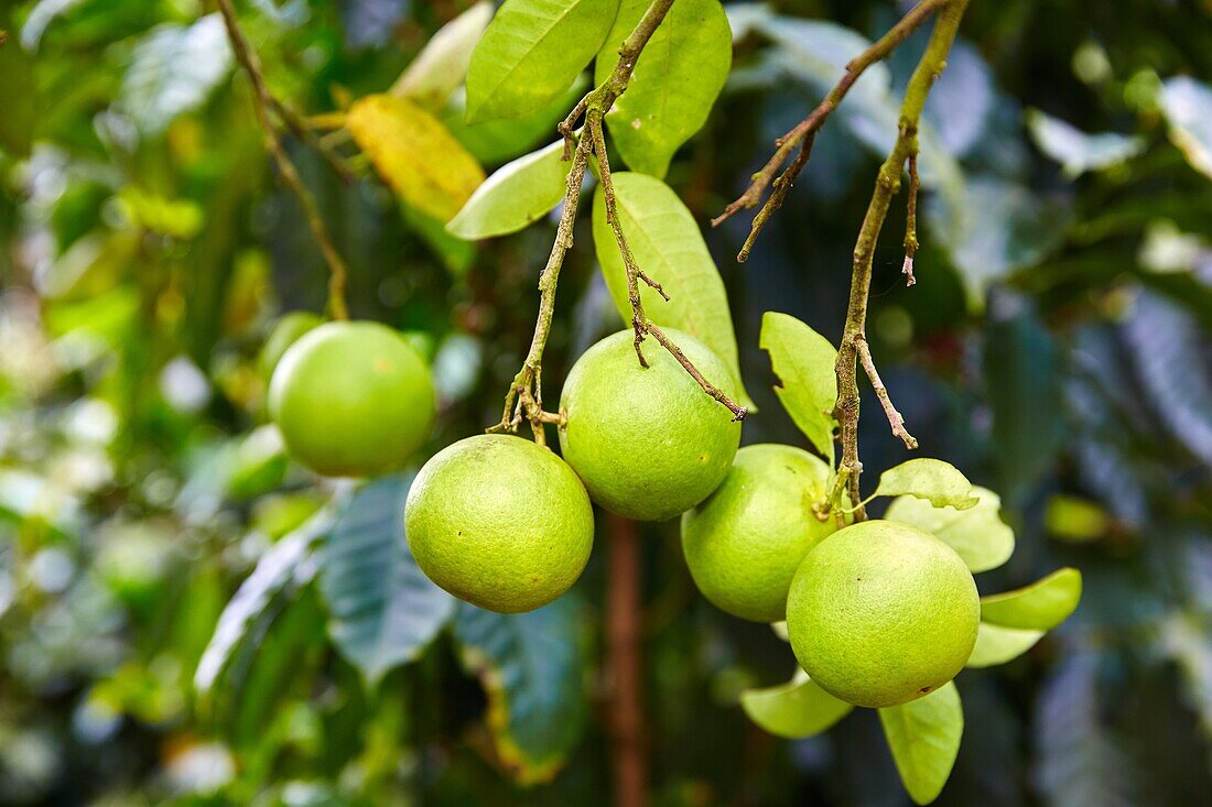 Orangenbaum, Buenavista, Quindio, Kolumbien, Südamerika