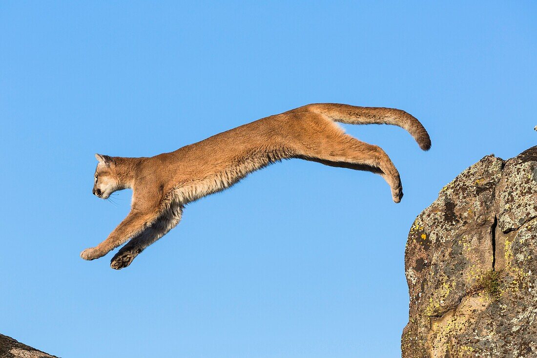 Adult mountain lion (Puma concolor) jumping, captive, California, USA.