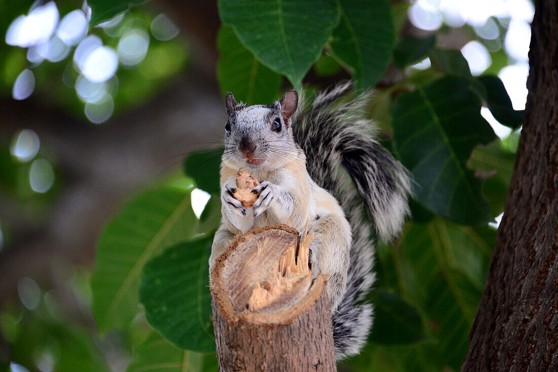 Eichhörnchen, Costa Rica