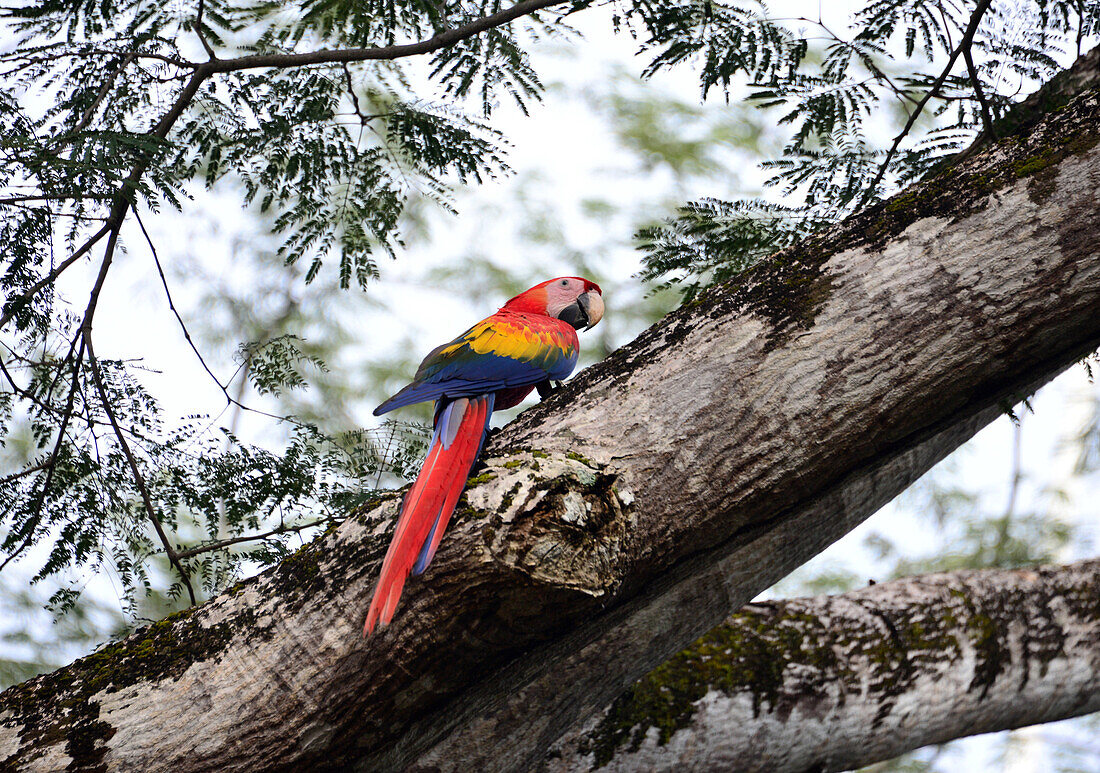 Ara bird in Costa Rica