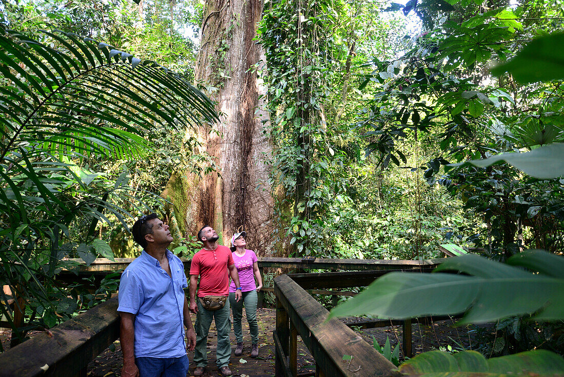 Kapokbaum im Cinco Ceibas Rainforest Reserve im Zentrum, Costa Rica