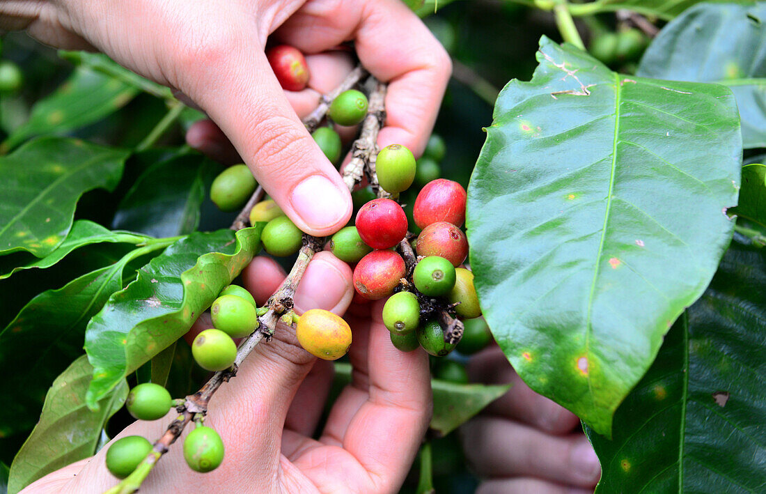 coffee-Farm Don Juan in the rainforestarea Monteverde, Costa Rica