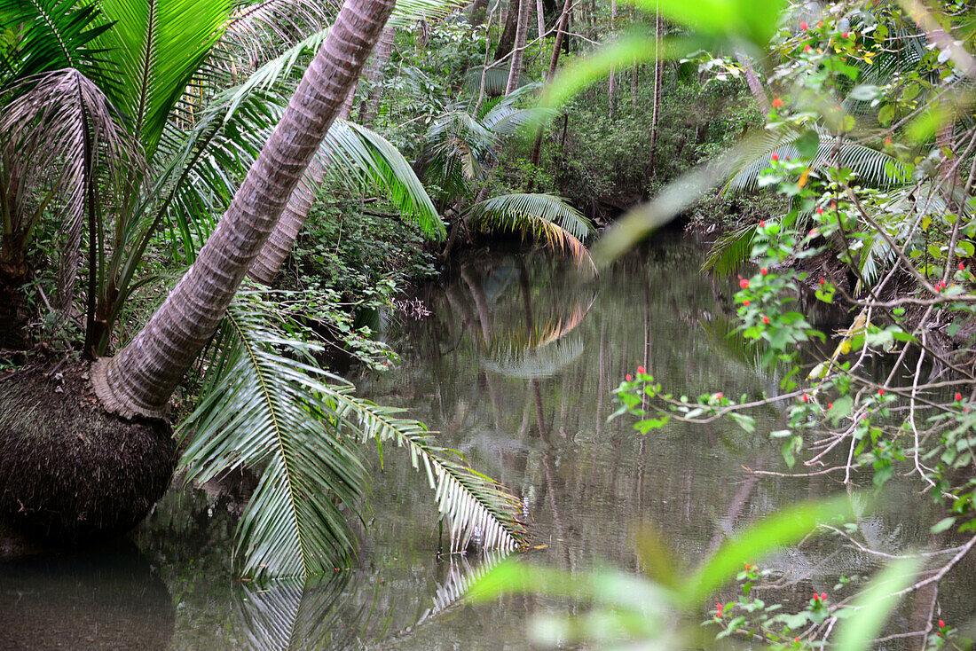 wildlife preserve Curu near Tambor, peninsula Nicoya, Pazificcoast of Guanacaste, Costa Rica