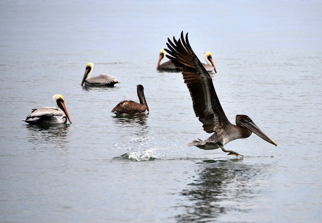 Pelikane im Cabo Blanco bei Montezuma, Halbinsel Nicoya, Pazifikküste von Guanacaste, Costa Rica