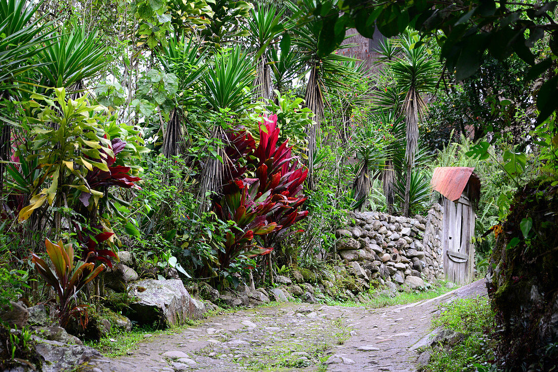 under the Cerro Chirripo near San Isidro El General, Cordillera de Talamanca, Costa Rica