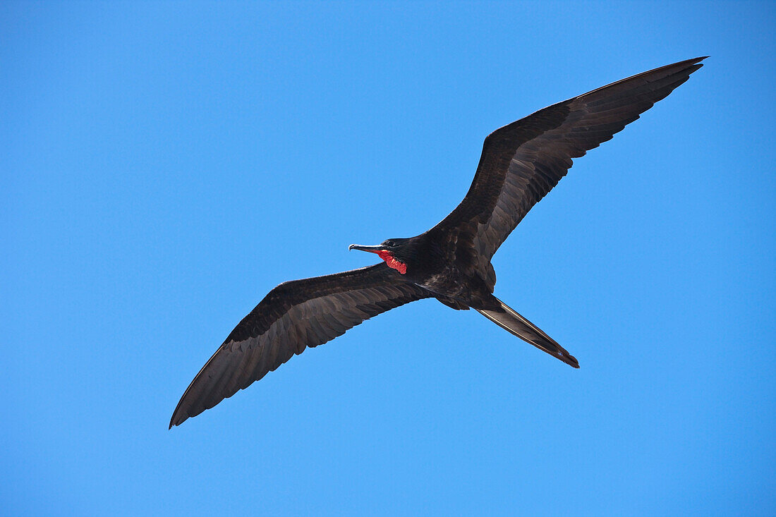 Fregattvogel im Flug, Fregata magnificens, North Seymour, Galapagos, Ecuador