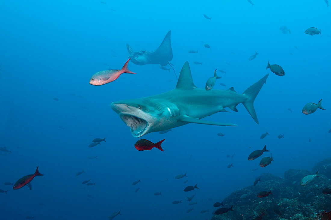 Galapagos Shark, Carcharhinus galapagensis, Wolf Island, Galapagos, Ecuador